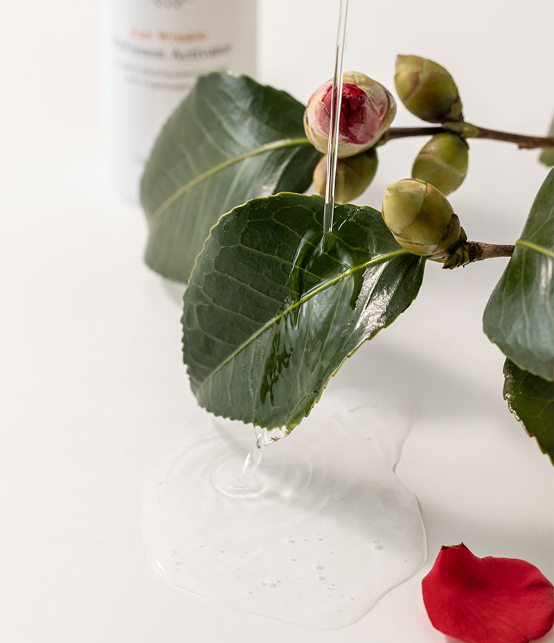 Utilizing Camella Flower Water for age prevention, pouring it over a healthy Camella plant. 